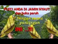 Pleci gacor, ngalas di alam liar cocok untuk pancingan. || SAHABAT PETUALANG