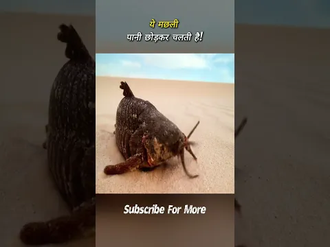 रेगिस्तान की चलती मछली! | #shorts