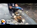 Download Lagu Feral Cat Living Outside Starbucks Becomes A Total Daddy's Girl | The Dodo