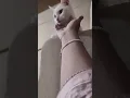 Lagu love 🥰 #mueza #cat #cute #shots #catlover #funwithmueza