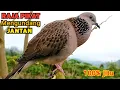 Download Lagu SUARA BURUNG TEKUKUR GACOR Paling Bagus Untuk Pancingan Agar Bunyi