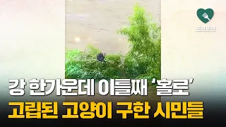 이틀째 갇힌 고양이 꺼내려 '기막힌 아이디어' 꺼낸 시민들