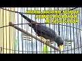 Download Lagu 🔴 Jalak rio rio ngeriwik ,Ngerik ,nembak Gacor | Ampuh menaikkan emosi rio bahan ‼