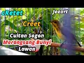 Lagu CU!TiT CREK REK TiERR PANCINGAN SOGON IJOAN GACOR LANGSUNG BUNYI #pancingansogon #sogokontong #sogon