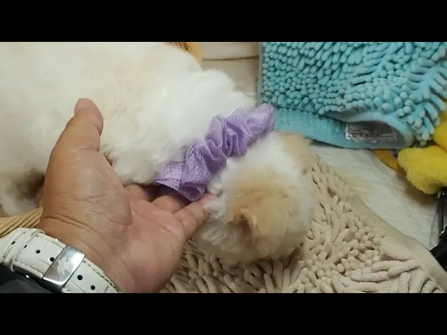 動画