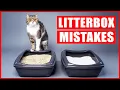 You re Setting Up Your Litter Box All Wrong Biggest Litter box Mistakes