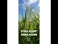 Field of Dreams