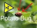 How to Fight Potato Bug Larvae