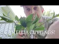 Lagu How to Propagate Camellia - Taking Cuttings