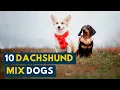7 Of the Cutest Dachshund Mix Dogs That Are Firm Family Favorites
