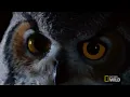 Great Horned Owl on the Hunt | Nat Geo Wild