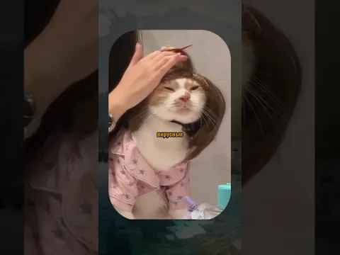 ВИРУСНЫЕ ВИДЕО / кот и пылесос 😂🤣