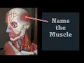 Muscle Practical Exam Practice that s Practically Priceless