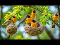 Download Lagu Colorful Birds \u0026 Birdsong for Stress Relief 🕊️ | Escape Stress Instantly with Nature Sounds