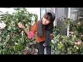 Pros and Cons of Growing Camellias in Containers Winter Protection for Camellias