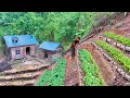 Download Lagu Groeien en oogsten in terrastuinen op de berg - Biologische landbouw