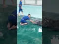 Download Lagu Tangan hampir putus di gigit buaya, gara2 temen gak ada akhlak😂😂🤣. #shorts #buaya #hiburan