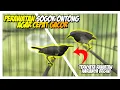 Download Lagu Perawatan Sogok Ontong Agar Cepat Gacor
