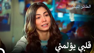 حياتي تتكون منك يا أبي مسلسل الطائر المبكر الحلقة 81  حياتي تتكون منك يا أبي مسلسل الطائر المبكر الحلقة 81
