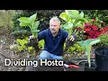 How to Divide Hosta