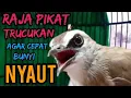 Download Lagu TRUCUKAN Ombyokan,trucuk bahan malas BUNYI Agar NYAUT dengar PANCINGAN Burung trucukan GACOR ropel