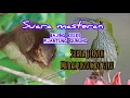 Download Lagu suara masteran bajing kekes vs pijatung gunung
