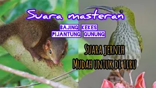 suara masteran bajing kekes vs pijatung gunung