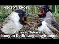Download Lagu PALING AMPUH,‼️SUARA PIKAT BURUNG KUTILANG GACOR RIBUT. MENGADUH SUARA..
