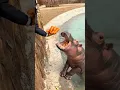 Hippopotamus full of vitamins hippopotamus wild animals zero distance
