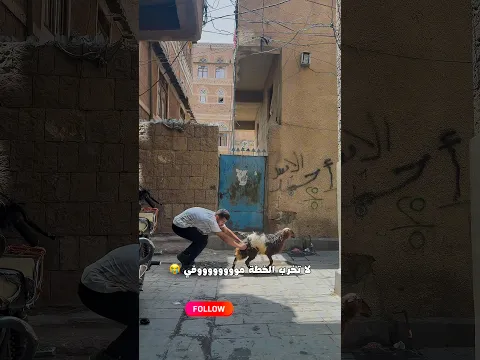 كبش المليون هرب من البيت 😥