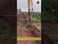 Download Lagu Turning and Harvesting The Soil, using An Excavator: Digging Yams in The Field, Stable and Efficient