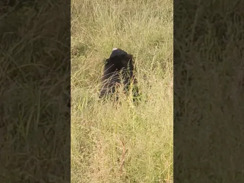 bear | forest | jungle safari | Zoological Park | Kota Rajasthan