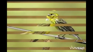 صوت طائر البسباس للصيد 