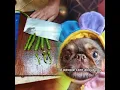 Download Lagu send this to someone to let them know that they are not alone #dogsfunnyvideo #puppy #funny