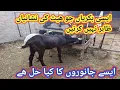 598 Silent Heat symptoms in me Heat k masael
