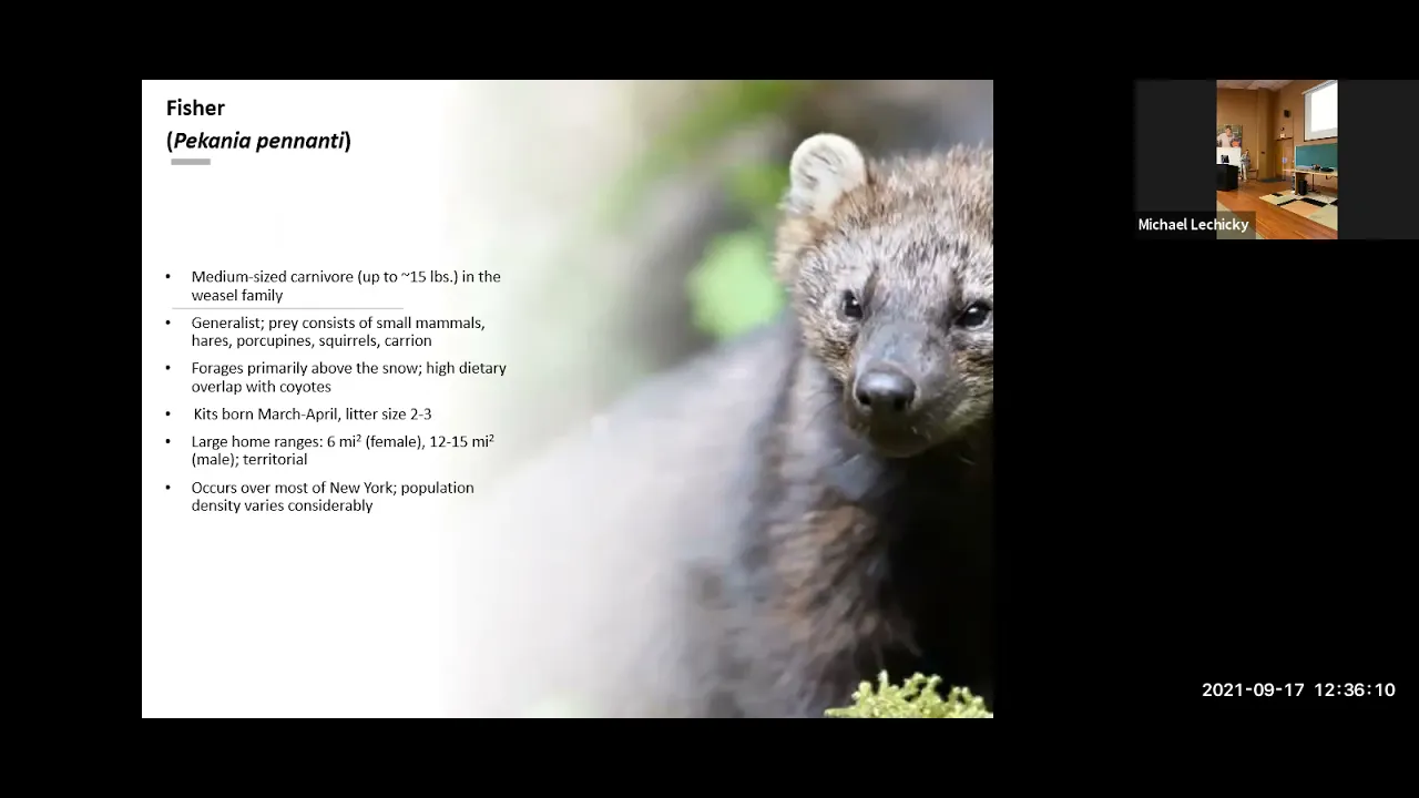 Camera Trap Surveys for Mesocarnivores in NYS