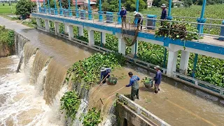 Emergency River Cleanup | Removing Floating Plants from Water Gate