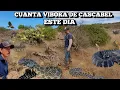 Download Lagu Cuanta Víboras Cascabel En Un Solo Día 