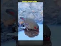 Lagu BURUNG EMPRIT AFRIKA#shortsviral #animals #alamliar #burung #africa  #birds