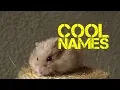 male Hamster Names Beginning with x
