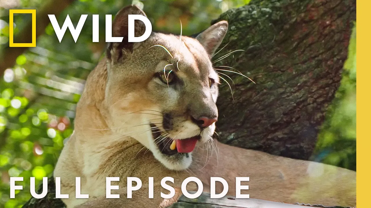 Florida Panther (Full Episode) | Secrets of the Zoo: Tampa | Nat Geo Animals