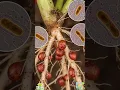 Download Lagu Loy lëkële ak jërin len ci ay gunor ak  gancaxu gerte, Niebe, #agriculture #sunumbay #santédessols