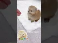 Download Lagu #pomeranian #poompoom #poms #pets #cute #cutedog #animals #heropom #puppy #geminifourth