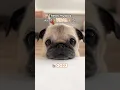 Download Lagu Things my PUG went VIRAL for in 2023! ✨ #pug #dog #puppy