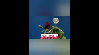 تازه ترین آهنگی که مطمئنم تا حال نشنیده اید اگر خوشتان آمد لطفا لایک و سبسکرایب نمائید 