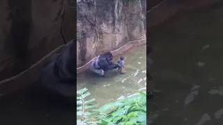 طفل سقط في قفص غوريلا 