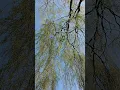 Download Lagu Green Weeping Willow Tree and All Around My Hat by Steeleye Span