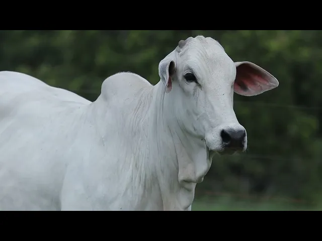 Novilha Nelore CMT - 537