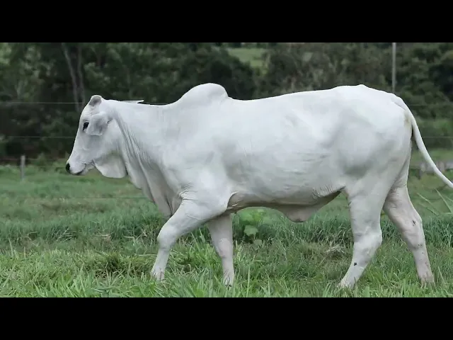 Novilha Nelore CMT - 537