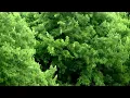 Tim Hecker - Boreal Kiss (Part 1)